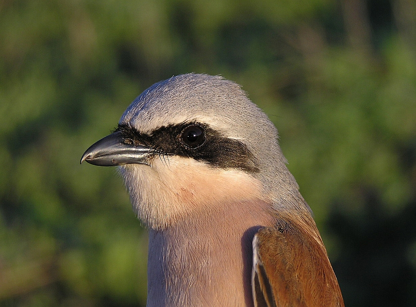 Red-backed Shrike, Sundre 20050513